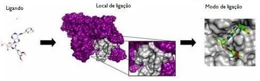 Figura 7. Procedimento geral do acoplamento molecular. (Adaptado de Guido et al. 2008).