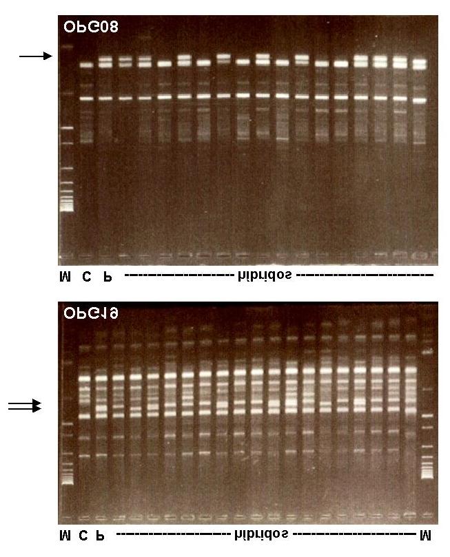 478 R. P. DE OLIVEIRA et al.