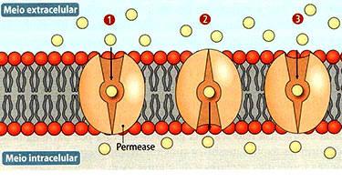A velocidade com a qual determinadas moléculas se difundem pelas membranas das células depende de alguns fatores, anteriormente citados: tamanho das moléculas, carga elétrica, polaridade, etc.