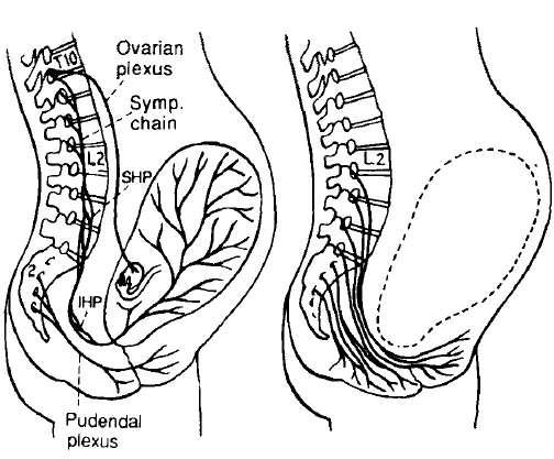 Entendendo a dor no trabalho de parto No primeiro estágio do parto as contrações uterinas promovem o apagamento e a dilatação cervical, assim como a isquemia uterina resultante da contração das