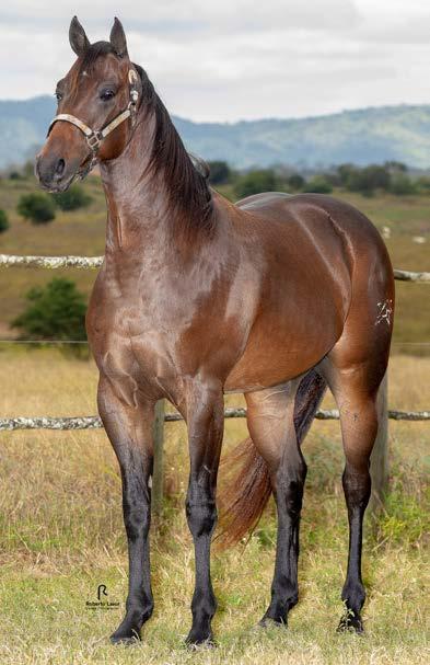 SIR GRANITELAKE P244035 M 01/10/15 CASTANHO Vendedor: HARAS BONSUCESSO LOTE 06 SIR PRINCESTIMES EK DINA GRANITELAKE SHADY KING TIMES EK BARRACK ARN GRANITE LAKE DARK BLACK SHADY LEO TROUBLE S KATIE