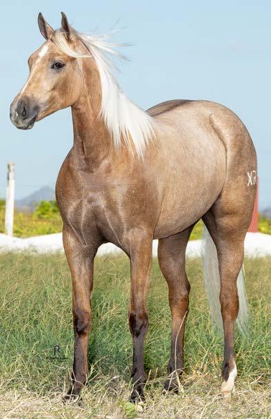 LOTE 27 MELL STEEL BARS EM ANDAMENTO F 20/01/17 TORDILHO Vendedor: HARAS XINGU RANCH DIEGO STEEL ROJO ESTRELA APOLLO BARS SHADY STEEL SLN DIEGUITA ROJO HJG XINGU APPOLO MN MOCA SKIPPY BARS MN