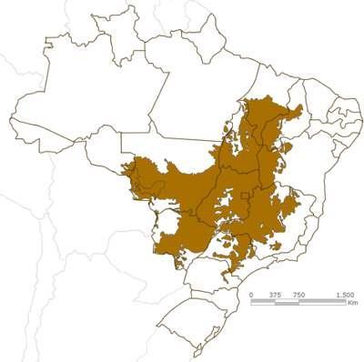 composto por arbustos retorcidos. São plantas resistentes ao fogo.