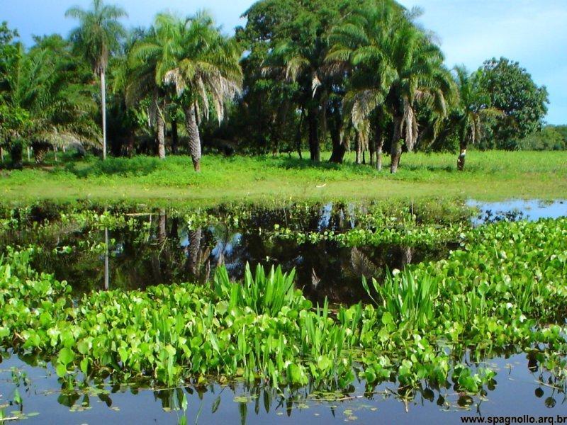 A formação vegetal do pantanal matogrossense (oeste do Mato Grosso do