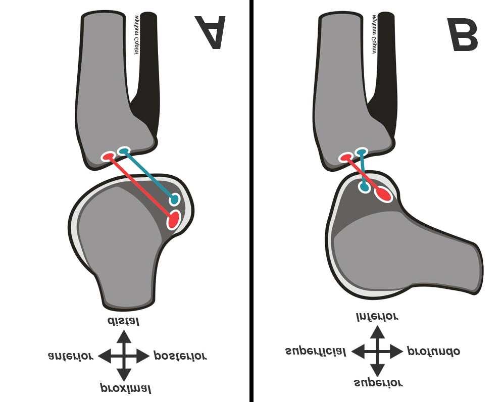 339 devem ser denominadas superficial/profundo e superior/inferior 17. Isso se aplica ao fêmur, já que no caso da tíbia não há alteração de relação anatômica nas duas situações.