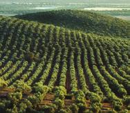 A rubrica Gastos com Pessoal é a que representa maior peso na estrutura de gastos tendo ao longo do triénio sofrido um acréscimo de cerca de 12,44 %.