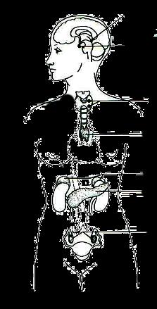 5. O sistema hormonal humano é responsável, em conjunto com o sistema nervoso, pela manutenção do equilíbrio no organismo humano.