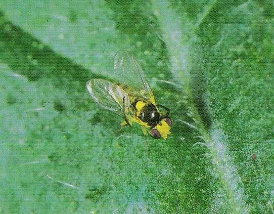 Pragas Moscas minadoras São pequenas moscas de 3 a 5 mm que desenvolvem a sua fase larval sob a epiderme das folhas.