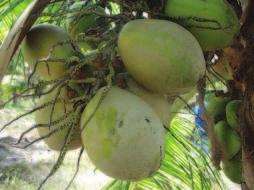 No coqueiro em produção, a cochonilha além das folhas, pode atacar, também os cachos, colonizando o pedúnculo floral, os ramos florais e os frutos (Figura 2b).