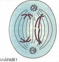 Crossing over Aumento da variabilidade genética. Troca de sequências de DNA entre cromossomos homólogos.