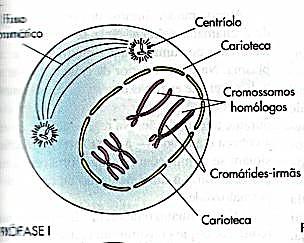 METÁFASE I Quiasma Pareamento dos cromossomos homólogos na placa equatorial da célula; ligação dos