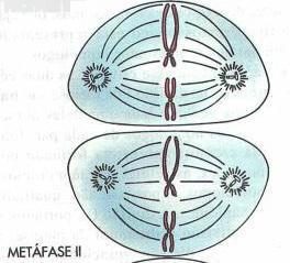 Para a divisão II não ocorre nova duplicação do DNA.