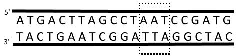 4.3. Refira a fase da mitose em que se encontra cada uma das células identificadas com os números 1 e 2 na figura. 4.4. Durante a transcrição da informação genética ocorre a) a intervenção da RNA polimerase.