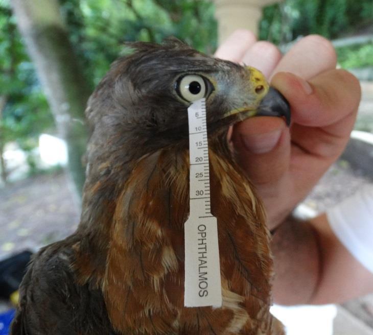 ambos os olhos, em seguida foi realizado o teste de fluoresceína visando identificar alguma possível lesão de córnea.