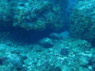 9 ALGUNS SPOTS DE MERGULHO Baixa da Penedia Rochedo submerso localizado a 50 metros da costa, no lado leste da ilha de Santa