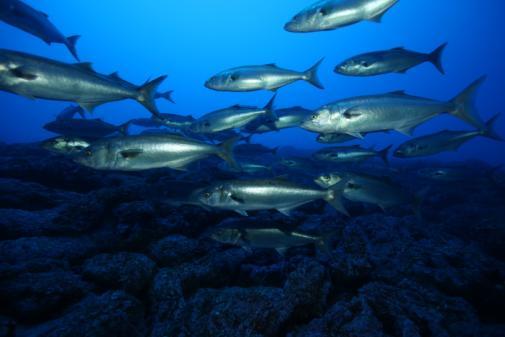 Localizado a apenas 3 milhas da costa norte da ilha de Santa Maria, o Ambrósio tornou-se um local ambicionado devido às dezenas de jamantas que, nos meses de verão, nadam de forma