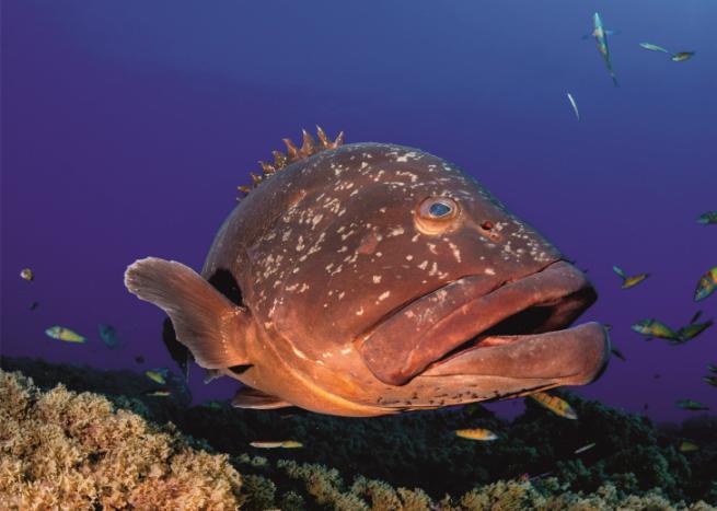 O lado do ilhéu virado a norte é mais propício ao aparecimento de cardumes de peixes pelágicos, como lírios, bicudas