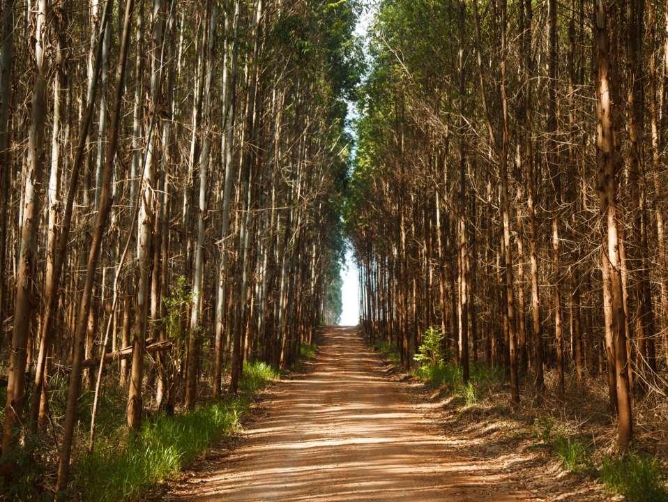 Capacidade de Produção de Celulose¹ (milhões de toneladas) 7,3 Companhias Brasileiras 3,9 3,8 3,7 3,6 2,8 2,8 2,8 2,8 2,6 2,5 2,0 1,9 1,8 1,8 1,7 1,5 1,5 1,4 1,3 ¹