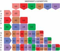 As pessoas do genótipo sese são denominadas não-secretores, pois sua saliva não contém substâncias ABH. Os genes Se-se são hereditários independentemente dos genes ABO e H.