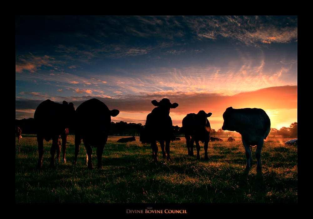 IN VIVO bst Vacas lactantes e não lactantes Porcas