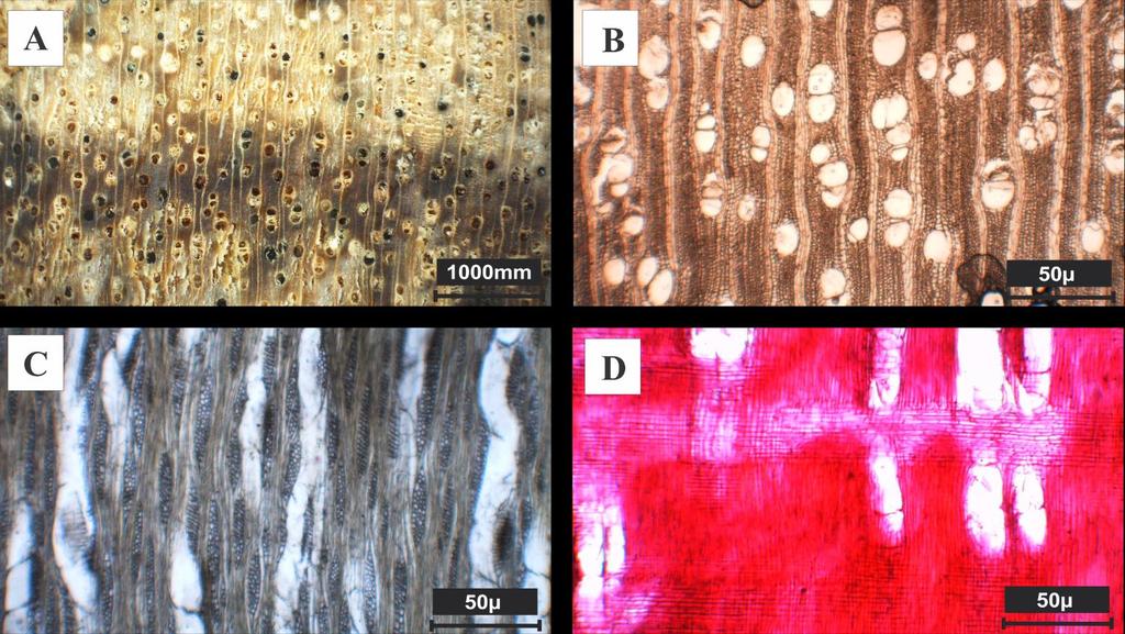 Figura 6 - Acacia decurrens Willd; A- imagem macroscópica transversal; B- plano transversal; Cplano tangencial; D- plano radial. Diplotropis purpurea (Rich.