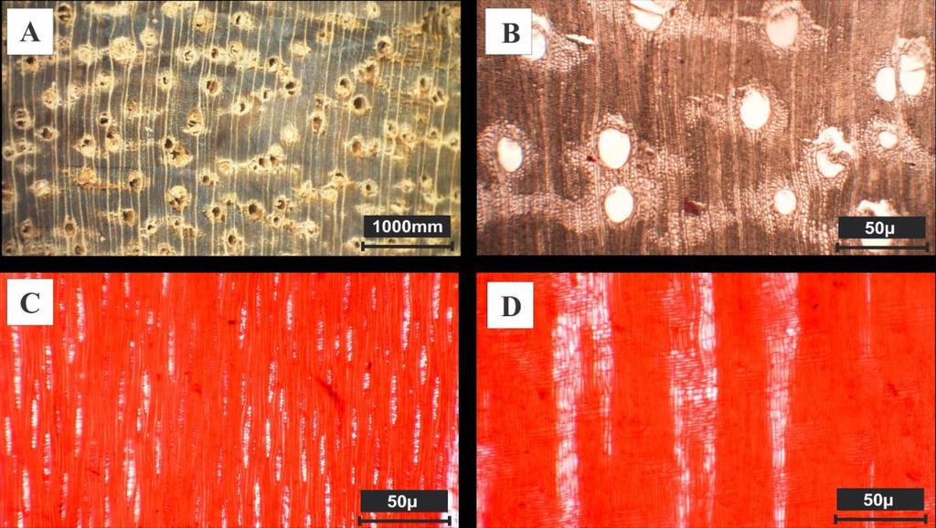 Figura 7: Diplotropis purpurea (Rich.) Amshoff. A- imagem macroscópica transversal. B- plano transversal; C- plano tangencial; D- plano radial. Peltophorum dubium (Spreng) Taub.
