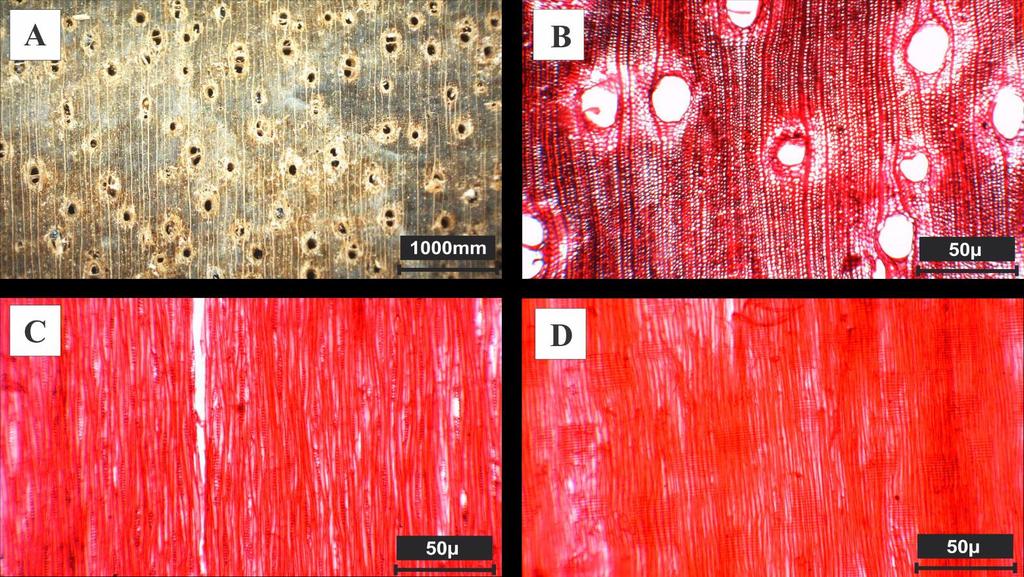 Figura 9 - Enterolobium contortisiliquum (Vell.) Morong. A- imagem macroscópica transversal; Bplano transversal; C- plano tangencial; D- plano radial.