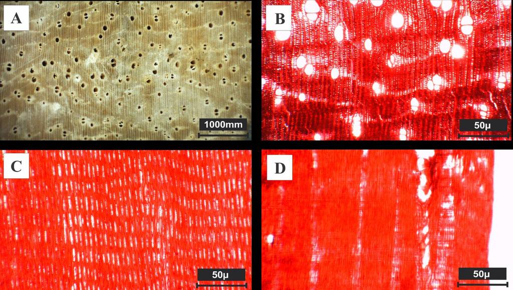 Figura 1 - Vatairea macrocarpa (Benth.) Ducke: A-imagem macroscópica transversal; B- plano transversal; C- plano tangencial; D- plano radial. Lonchocarpus muehlbergianus Hassl.