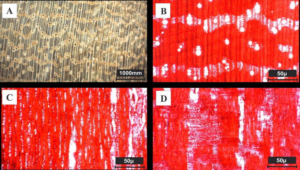 Figura 3 - Bauhinia forficata Linn: A - imagem macroscópica transversal; B- plano transversal; C- plano tangencial; D- plano radial. Lonchocarpus nitidus (Vogel) Benth.