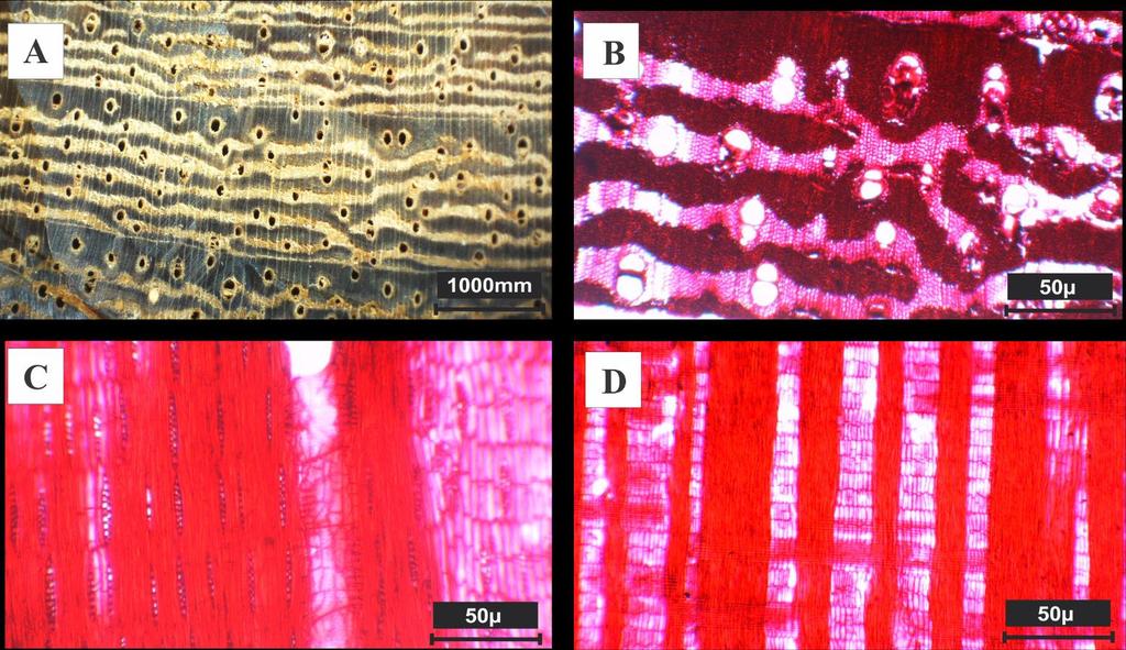 Figura 4 - Lonchocarpus nitidus (Vogel) Benth: A- imagem macroscópica transversal; B- plano transversal; C- plano tangencial; D- plano radial. Parkia pendula (Willd.) Benth. ex Walp.