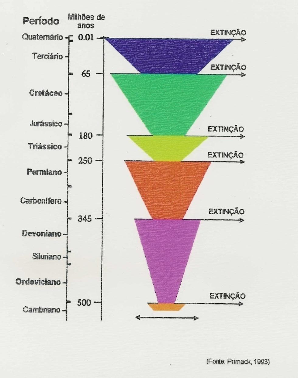 Histórico das extinções: Répteis (dinossauros) e muitas spp marinhas 35% das famílias animais (> répteis e moluscos marinhos) 50% das famílias