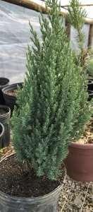 2.6.3 Juniperus chinensis strickta?