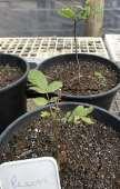 (papyrifera ou pendula) Sementes plantadas Plantio de semente 10/2017 3 FAGACEAE 3.1 Castanea sativa Mill.