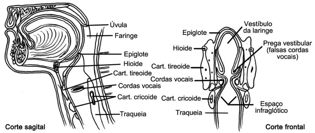 avançados. O diagnóstico de parada respiratória é feito pela tríade propedêutica do ver, ouvir e sentir (Figura 1).