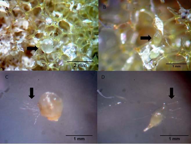 38 FIGURA 4 - A: Isolamento de sementes micorrizadas (seta) de Cattleya walkeriana, 70 dias após os ensaios com as iscas, B: Isolamento de sementes micorrizadas (seta) de Cattleya tigrina, 70 dias