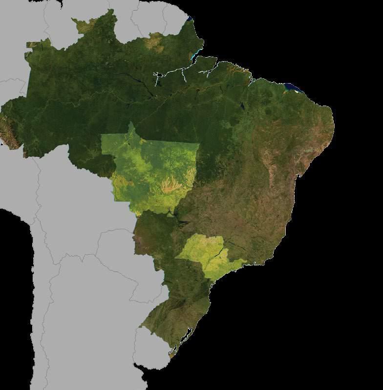 Mato Grosso possui maior do que os outros estados, 10% MATO GROSSO 101,148 milhões, pois possui área de soja, algodão e milho