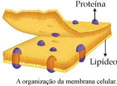 Organização Celular Procariótica Membrana Plasmática (plasmalema): permeabilidade seletiva
