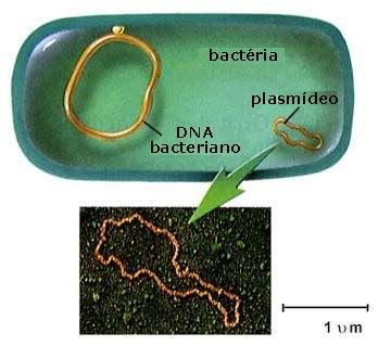 citoplasma (nucleóide) Plasmídeo (molécula da DNA