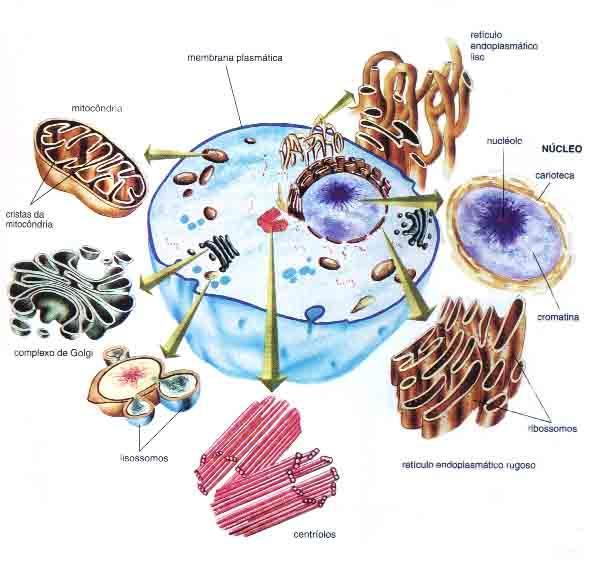 Membrana Plasmática Retículo Endoplasmático Liso Mitocôndria Núcleo