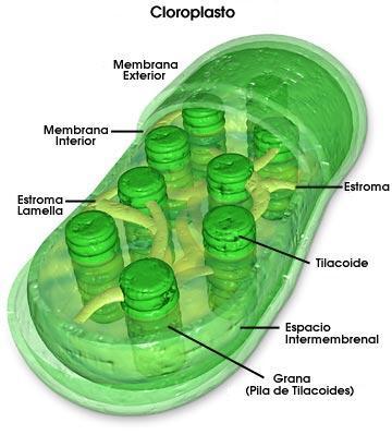 Mitocôndria: Responsável pela respiração celular e produção de energia.