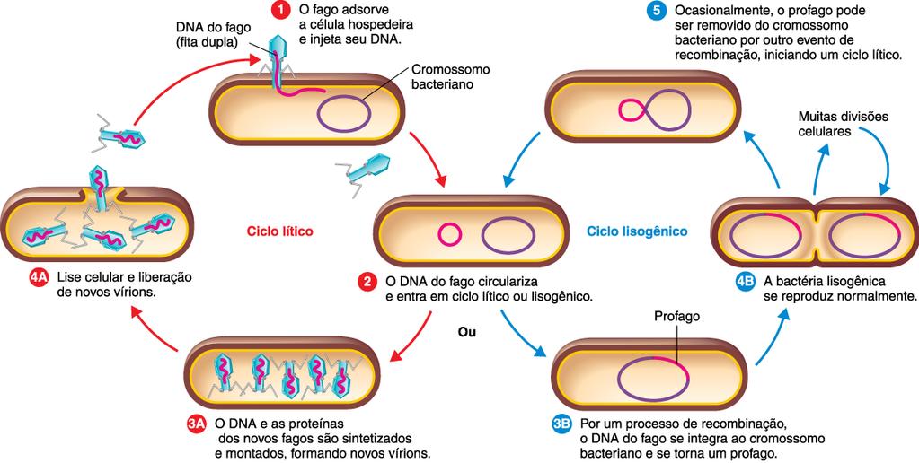 Ciclo