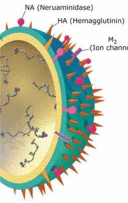 Influenza A Os subtipos diferem por certas proteínas na superfície do vírus: Hemaglutinina (HA) e neuraminidase