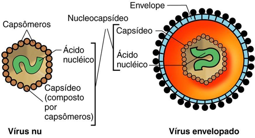 Vírus Componentes da partícula viral Vírion: partícula viral