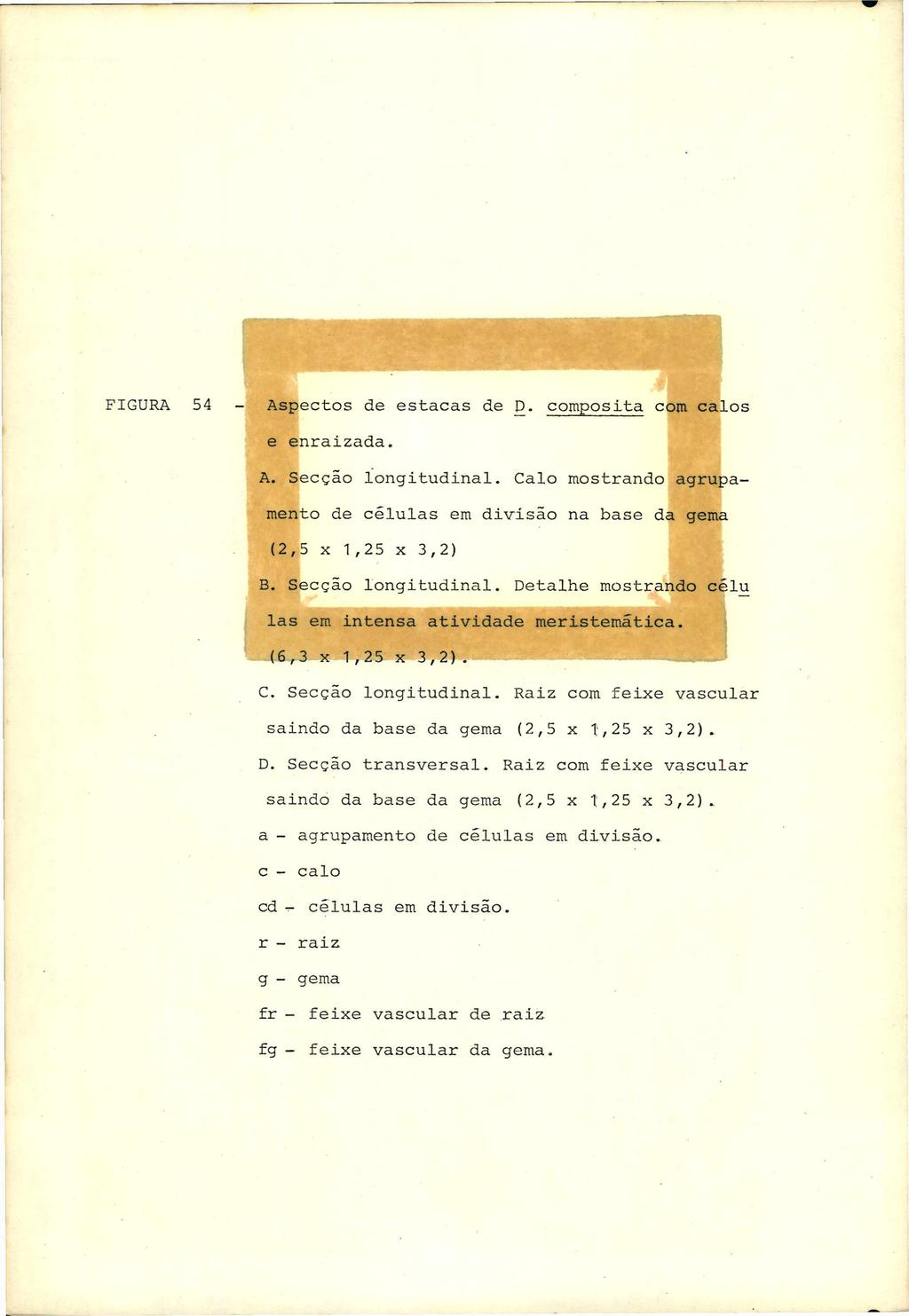 FIGURA 54 - Aspectos de estacas de p. c o m p o s i t a c o m calos e enraizada. A. Secção longitudinal.