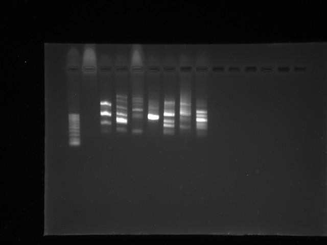 82 Pela visualização dos produtos da PCR e com a utilização de um marcador de 100 pb no gel de agarose, pode-se observar alta concentração do DNA.