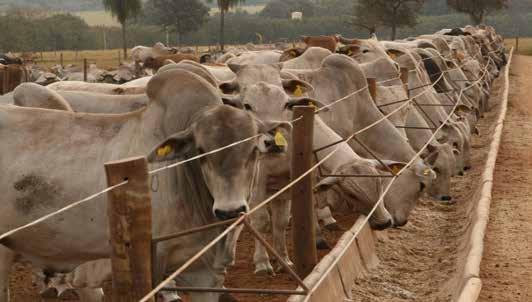 Em 2017, o Brasil faturou 276 milhões. Até julho de 2018, as exportações de bovinos e bubalinos atingiram 301 milhões de dólares, com tendência de superar os números de 2014.