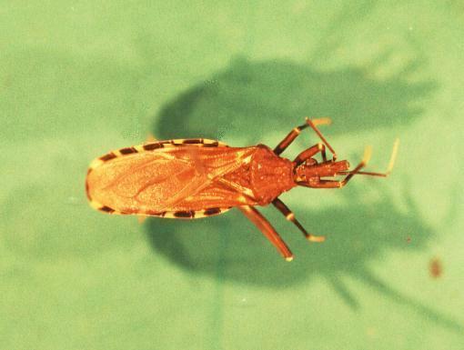 Doença de Chagas Trypanosoma cruzi Família Trypanosomatidae Gênero Trypanosoma RESERVATÓRIOS: Triatoma infestans Além