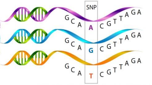 Polimorfismo de Nucleotídeo Único - SNP Alteração em uma