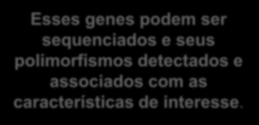 Podem ser candidatos por estarem em uma região de QTL ou por serem genes conhecidos biologicamente por estarem envolvidos no