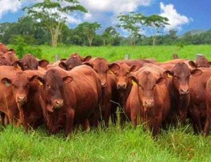 Características fenotípicas avaliadas Peso final 550 Ganho médio diário Espessura de gordura subcutânea (EGS550) Espessura de gordura na